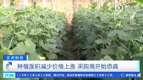 聊城黃瓜最新行情，一根黃瓜如何助力自信與成就之路