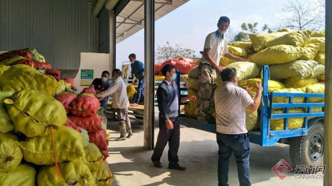 盈江土豆行情動(dòng)態(tài)，種植希望，收獲自信與成就