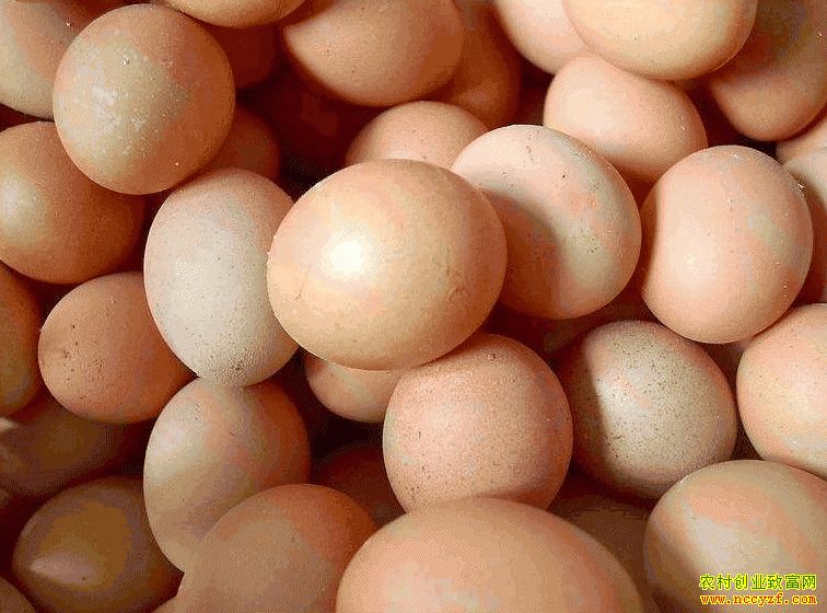 肇東雞蛋價(jià)格最新動(dòng)態(tài)，跟隨自然腳步，重拾內心寧靜與平和的探索之旅