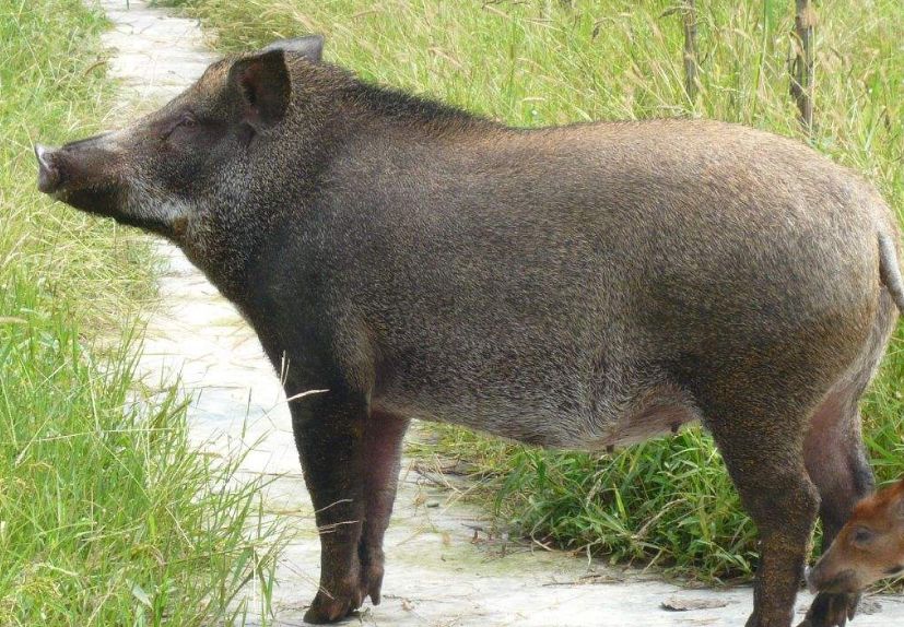 四不像特馬圖今晚必出,穩固計劃實(shí)施_BUH23.839家庭版