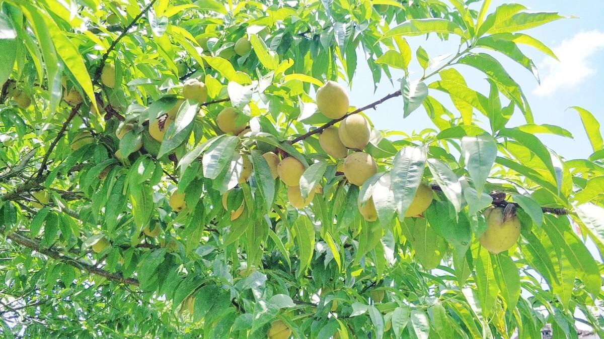 簡(jiǎn)暗最新小說(shuō)揭秘科技新品，智能生活體驗新紀元