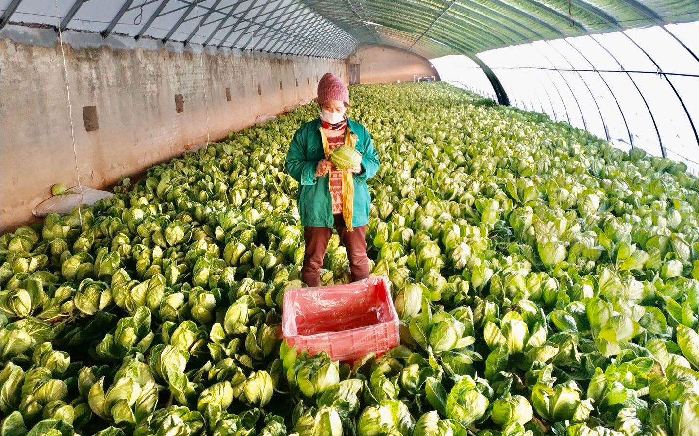 最新特菜品種，家的溫馨故事探索與發(fā)現