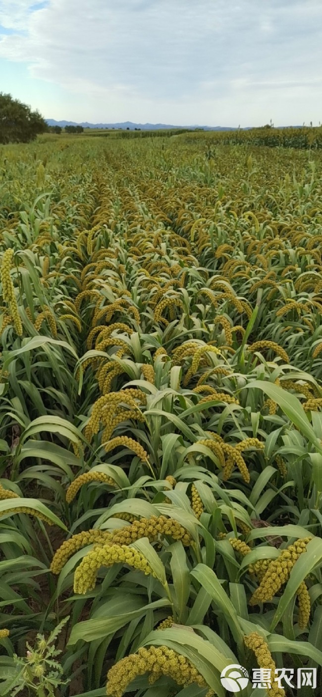 白城谷子最新價(jià)格探討與分析