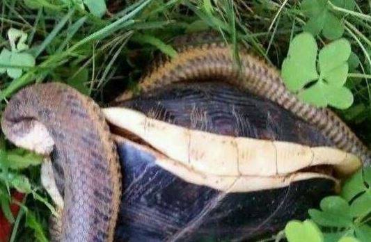 澳門(mén)天天彩免費資料大全免費查詢(xún)狼披羊皮,蛇藏龜殼,全面信息解釋定義_MDI10.867數線(xiàn)程版