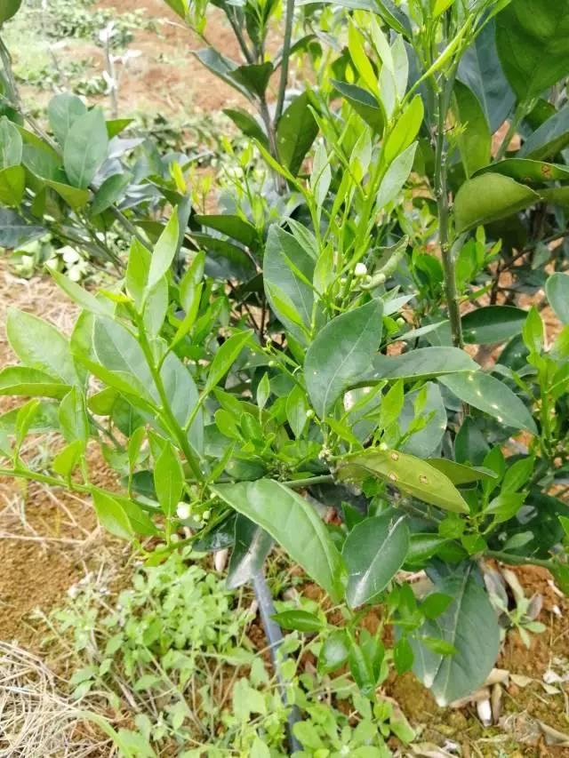 柑橘最新保果技術(shù)，開(kāi)啟探索之旅，勵志無(wú)限可能