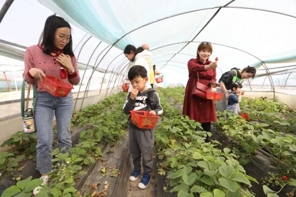 灃西新城馬王發(fā)展雙刃劍效應，最新消息與影響分析