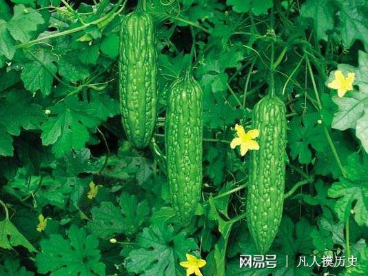 苦瓜最新網(wǎng)站，探索自然美景，尋找內心寧靜的輕松之旅