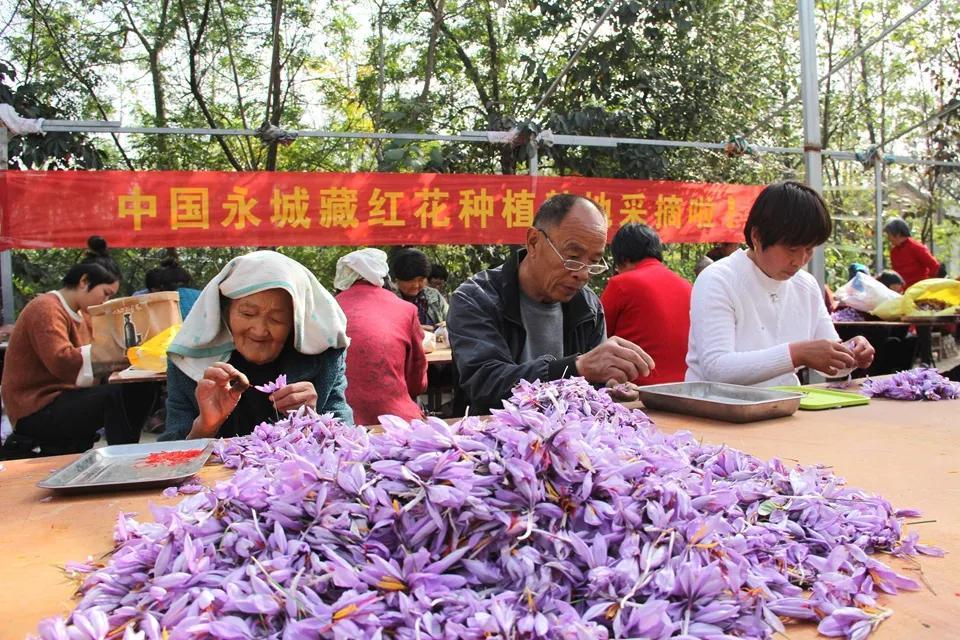 亳州白芷行情深度解析，市場(chǎng)走勢及行情概覽