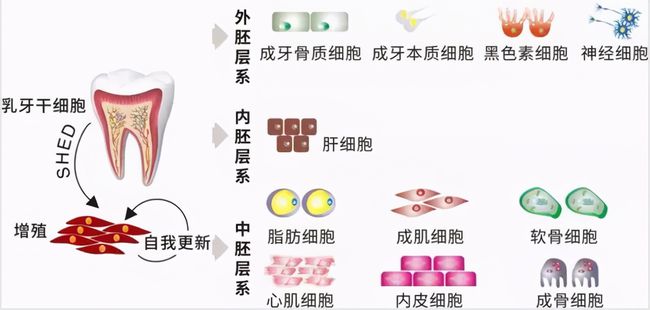牙齒再生前沿技術(shù)，重塑微笑的秘密武器探索