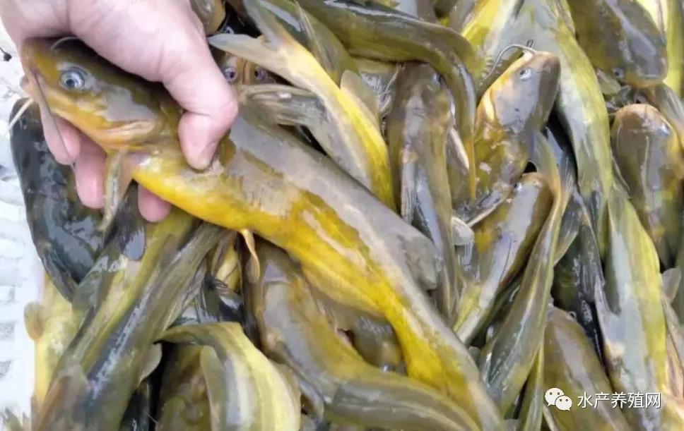 鮰魚(yú)價(jià)格變遷背后的故事，行情變化中的自信與成就感探尋