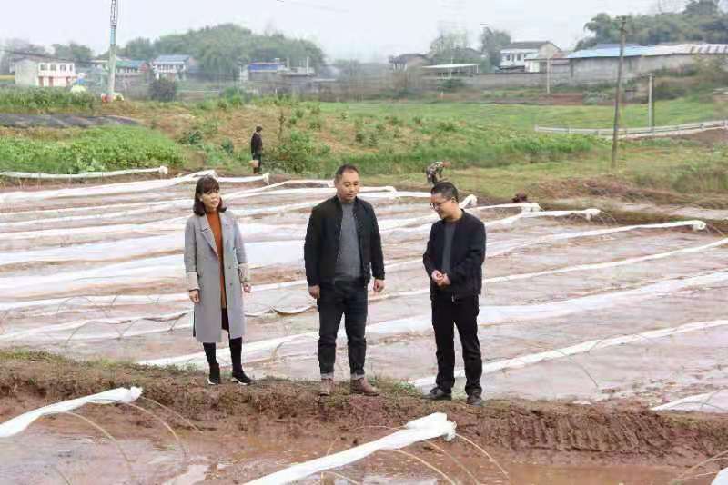 合川土場(chǎng)最新動(dòng)態(tài)更新，今日最新資訊速遞
