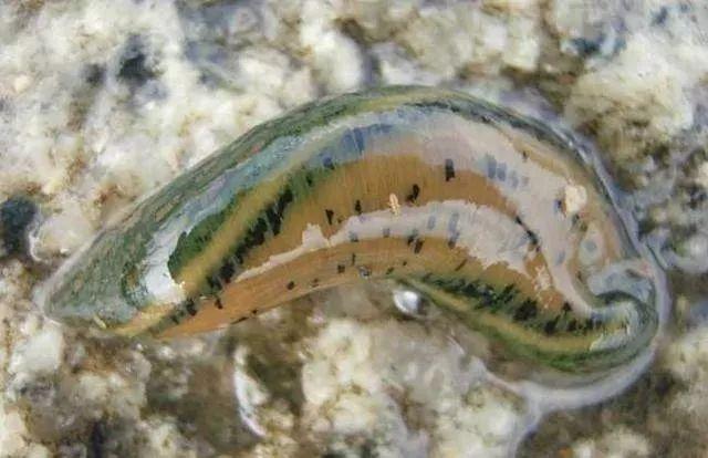 石斑魚(yú)孵化技術(shù)革新詳解，從入門(mén)到精通的孵化指南