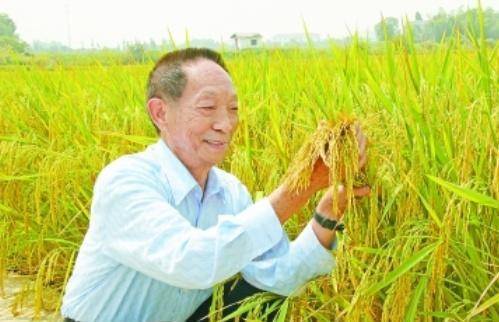袁隆平最新科研進(jìn)展揭秘，突破性進(jìn)展引人矚目