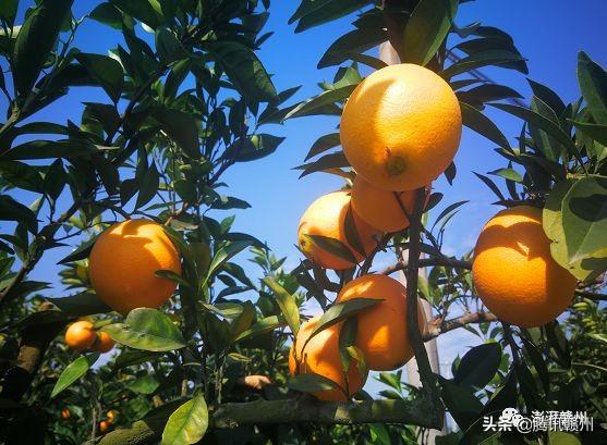 贛州上市公司，閃耀未來(lái)，共創(chuàng  )繁榮時(shí)代！