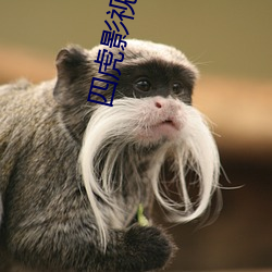 四虎影最新在線(xiàn)觀(guān)看，熱門(mén)影視的全新體驗