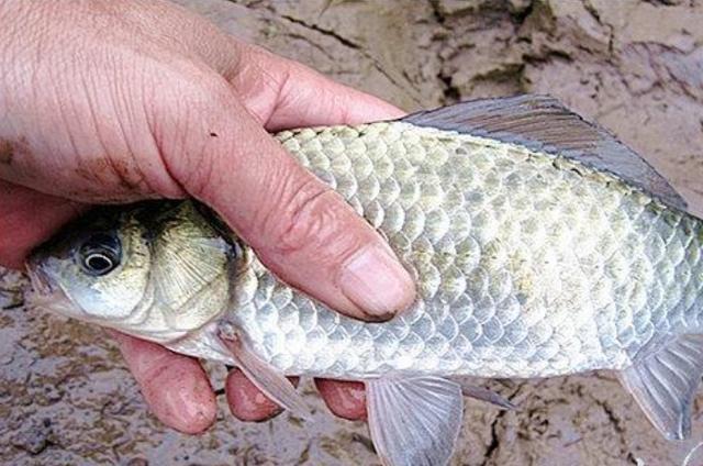 高科技智能魚(yú)探設備引領(lǐng)海洋探索新時(shí)代，最新魚(yú)訊速遞