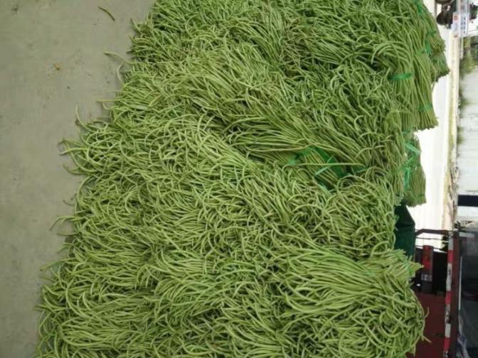 合浦豆角最新價(jià)格指南，獲取與比較豆角價(jià)格的方法及最新價(jià)格更新通知