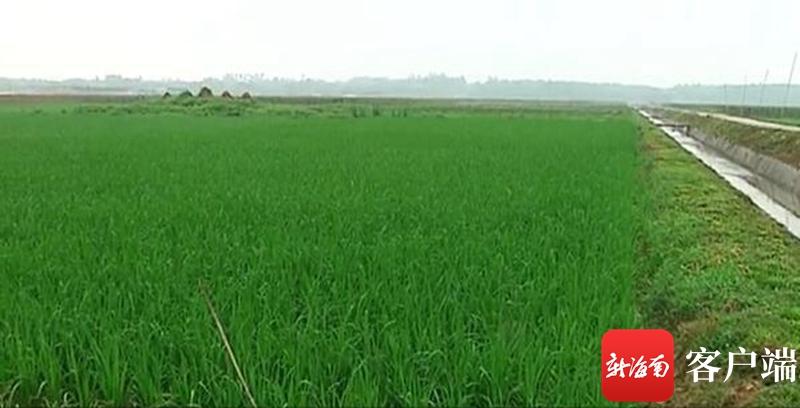 澄邁最新動(dòng)態(tài)，自然美景探索之旅，尋覓內心平和與寧靜的旅程