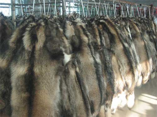 貉皮最新價(jià)格行情動(dòng)態(tài)更新