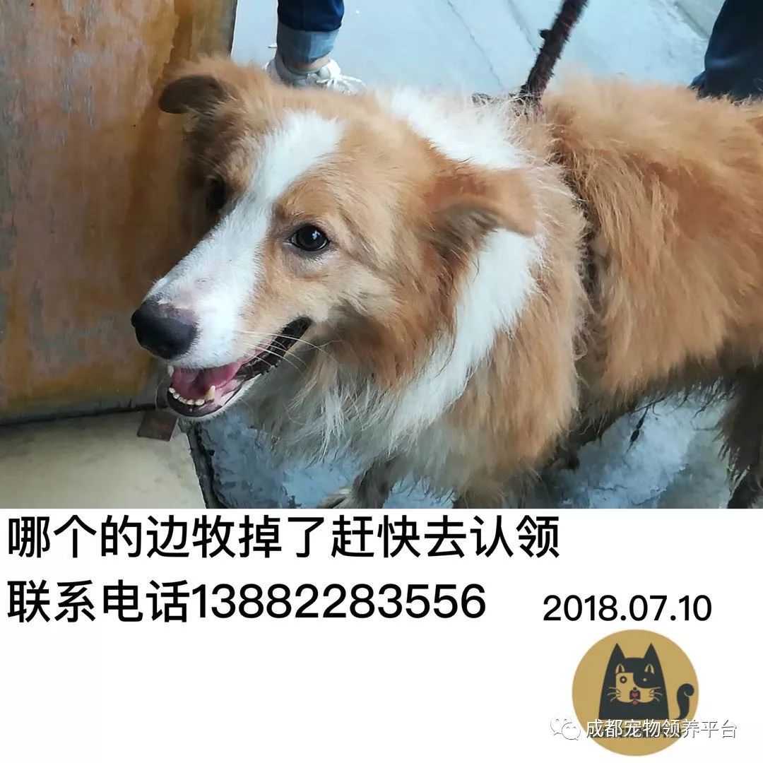 成都最新尋狗記，巷弄深處特色小店中的尋寵之旅