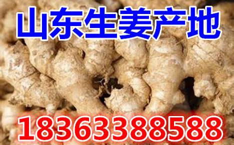 鮮姜最新價(jià)格揭秘，自然美景背后的旅行探索之旅