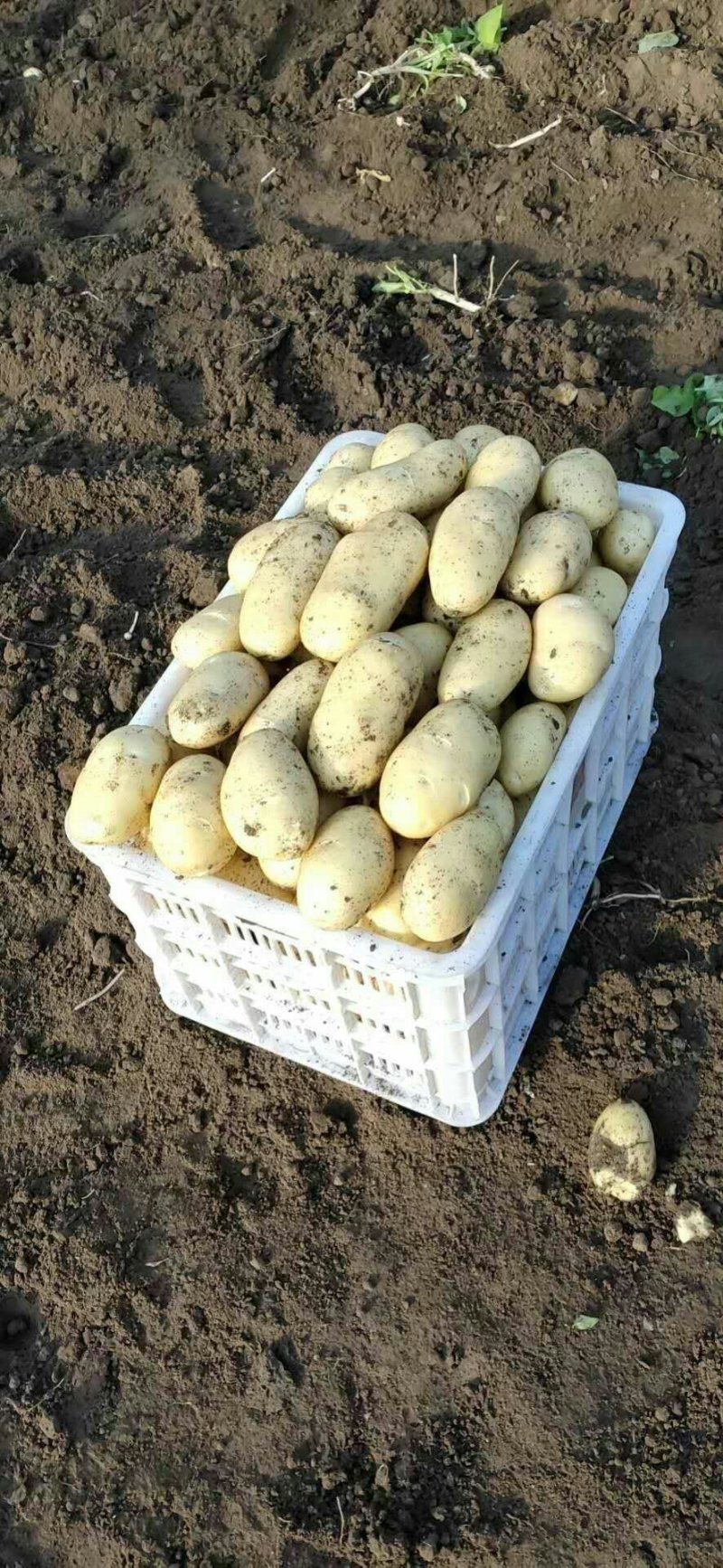萊西土豆最新價(jià)格動(dòng)態(tài)，變化中的價(jià)值與學(xué)習中的力量