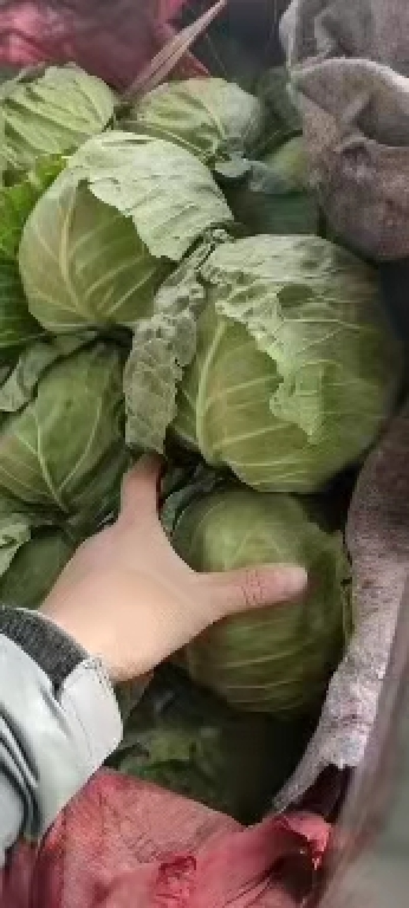 永年甘藍最新價(jià)格及市場(chǎng)走勢、種植要點(diǎn)與購買(mǎi)指南全解析