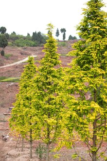 最新彩葉樹(shù)種種植與養護指南，從選種到養護一步到位！