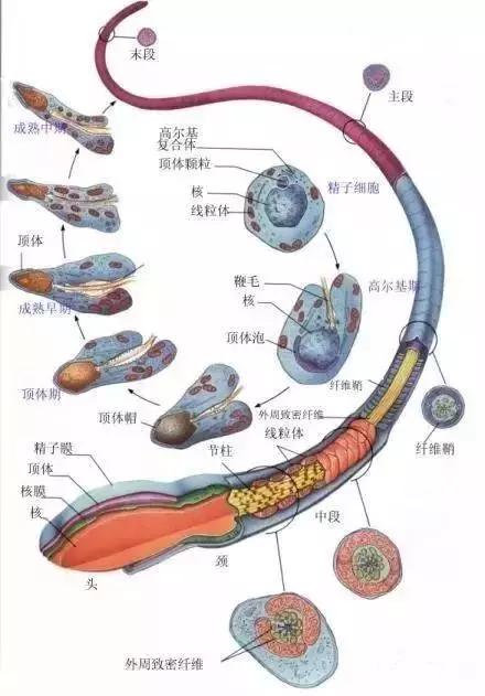 窩精子最新，小巷中的秘密風(fēng)味探索