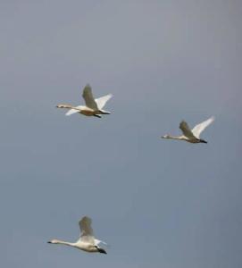 鳥(niǎo)類(lèi)遷徙最新詳細步驟指南，了解鳥(niǎo)類(lèi)遷徙的全程之旅
