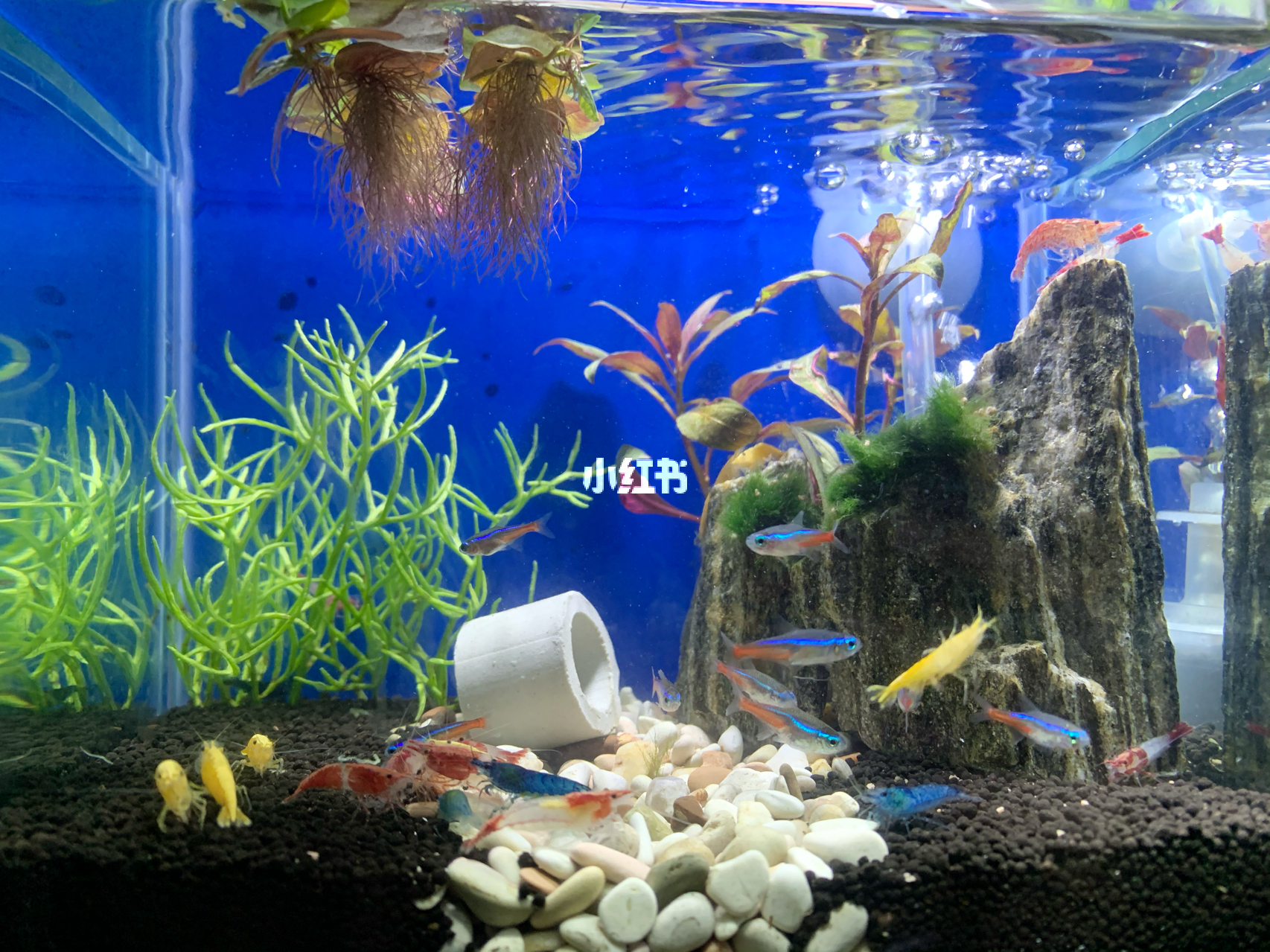 最新魚(yú)缸圖片，水族美學(xué)的時(shí)代變遷欣賞