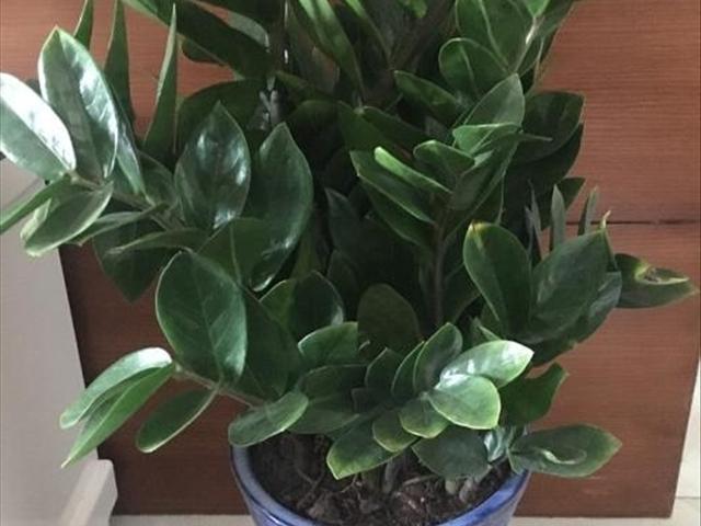 最新養殖游戲，體驗養殖樂(lè )趣，與動(dòng)物共成長(cháng)！