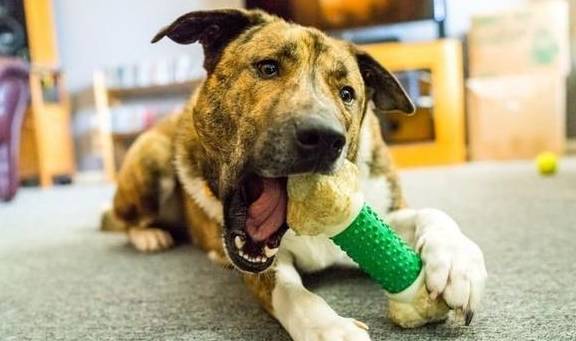 犬類(lèi)智慧與人類(lèi)勵志，最新狗狗新聞聚焦