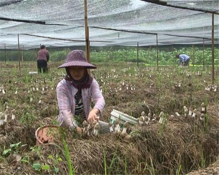食用菌最新讀音及其背景、發(fā)展與地位概述