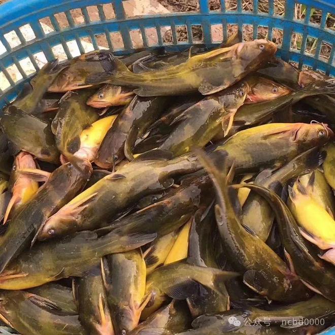 黃顙魚(yú)最新報價(jià)大全，專(zhuān)業(yè)指南與實(shí)時(shí)更新